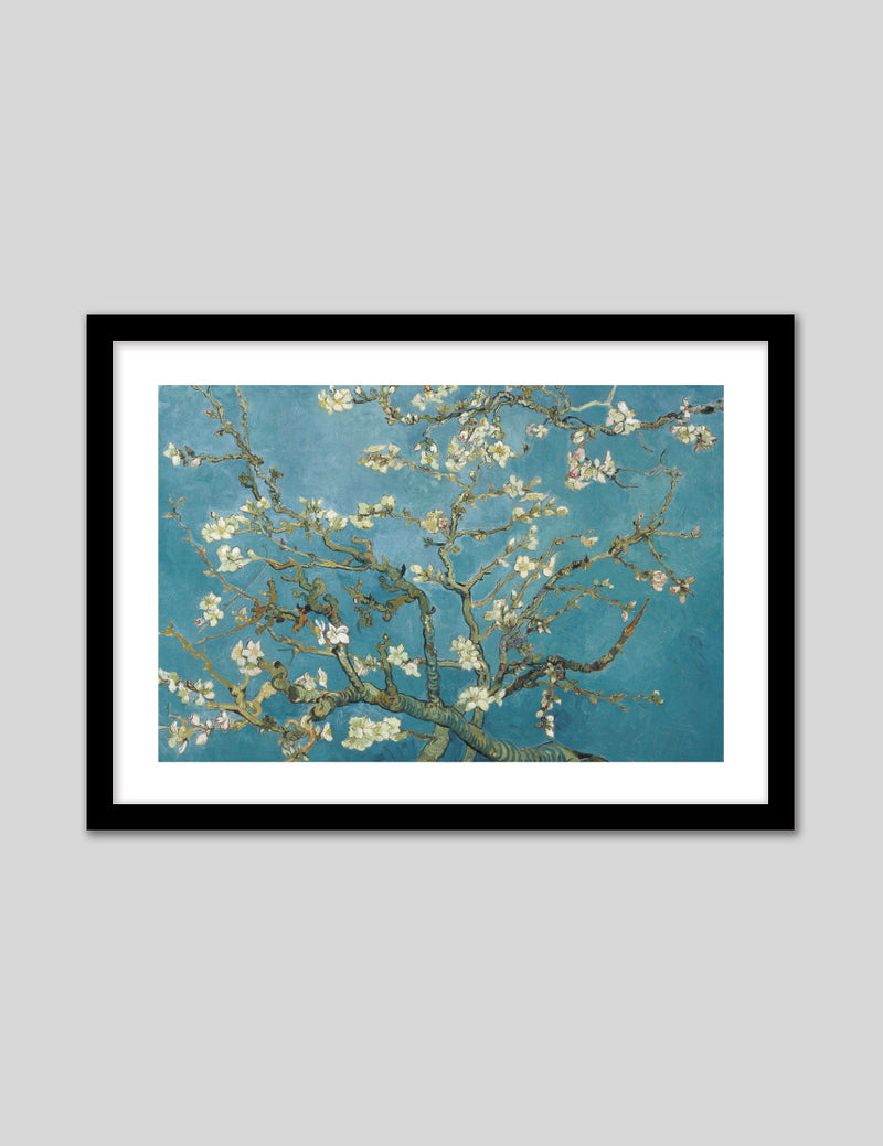 Almond Blossom