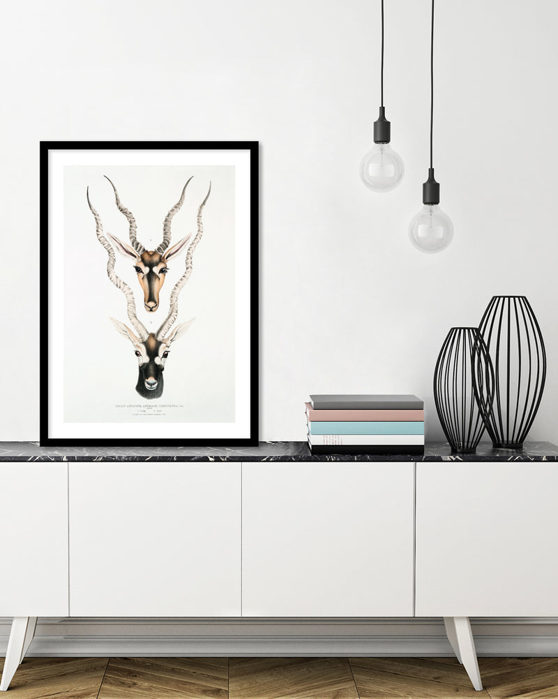 Indian Antelopes Art Print by John Gray | Vintage Animal Art | The Good Poster Company