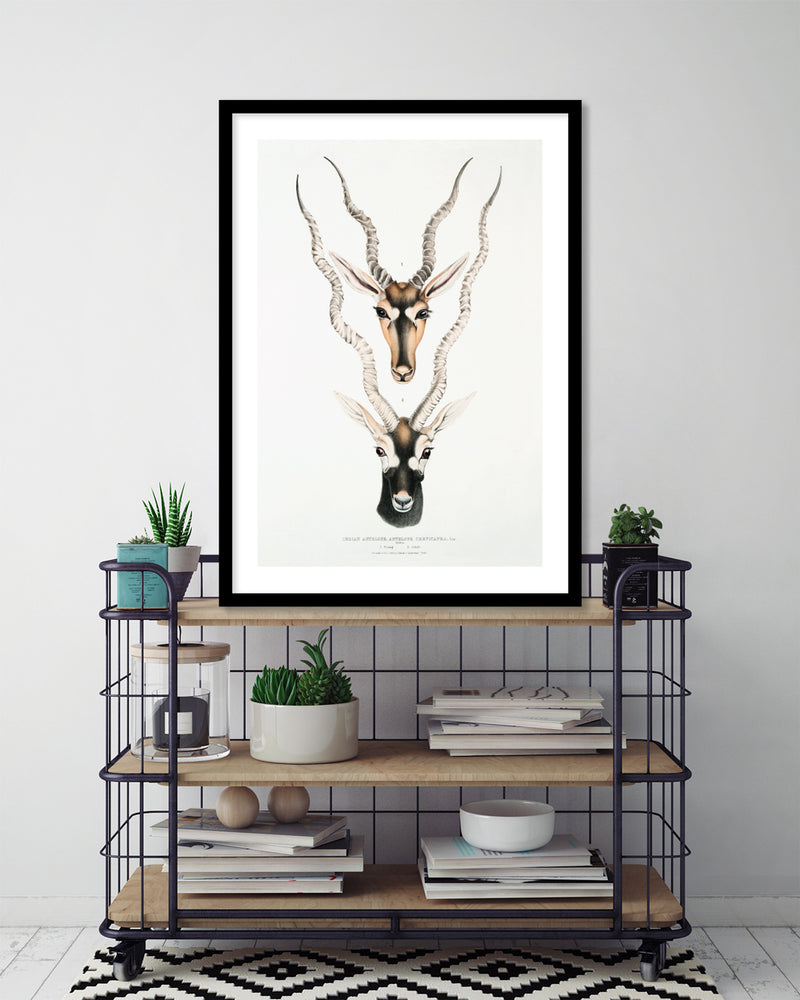 Indian Antelopes Art Print by John Gray | Vintage Animal Art | The Good Poster Company