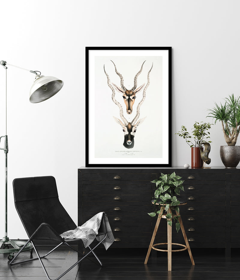 Indian Antelopes Art Print by John Gray | Vintage Animal Art | The Good Poster Company