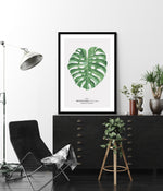 Monstera Leaf