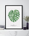 Monstera Leaf