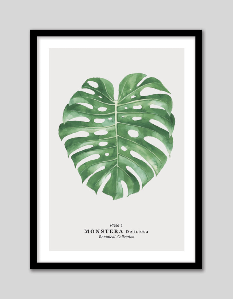 Monstera Leaf