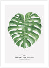 Monstera Leaf