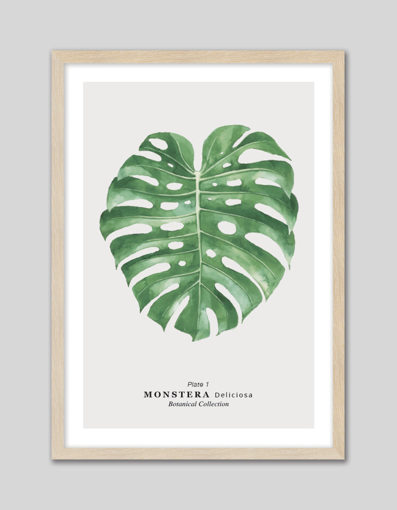 Monstera Leaf