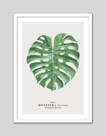 Monstera Leaf