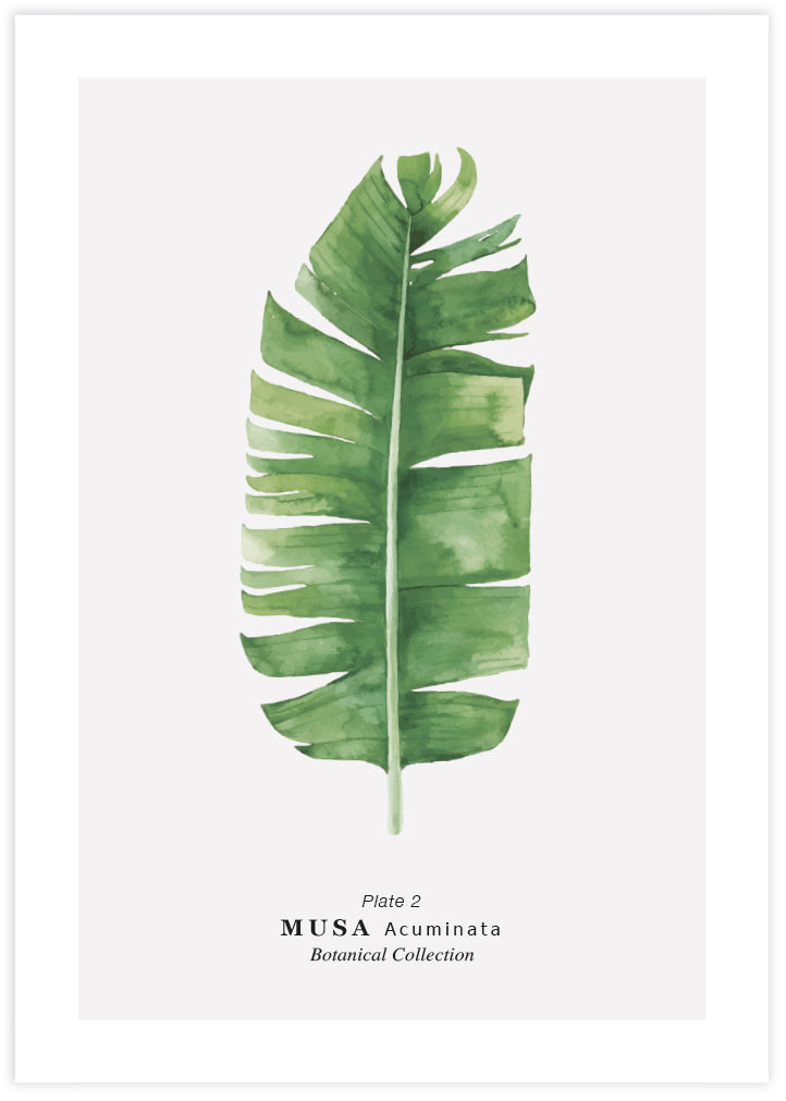 Musa Leaf