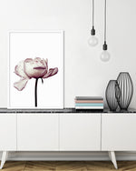 Botanical Art Prints | Pink Peony Photographic Artwork  | The Good Poster Company