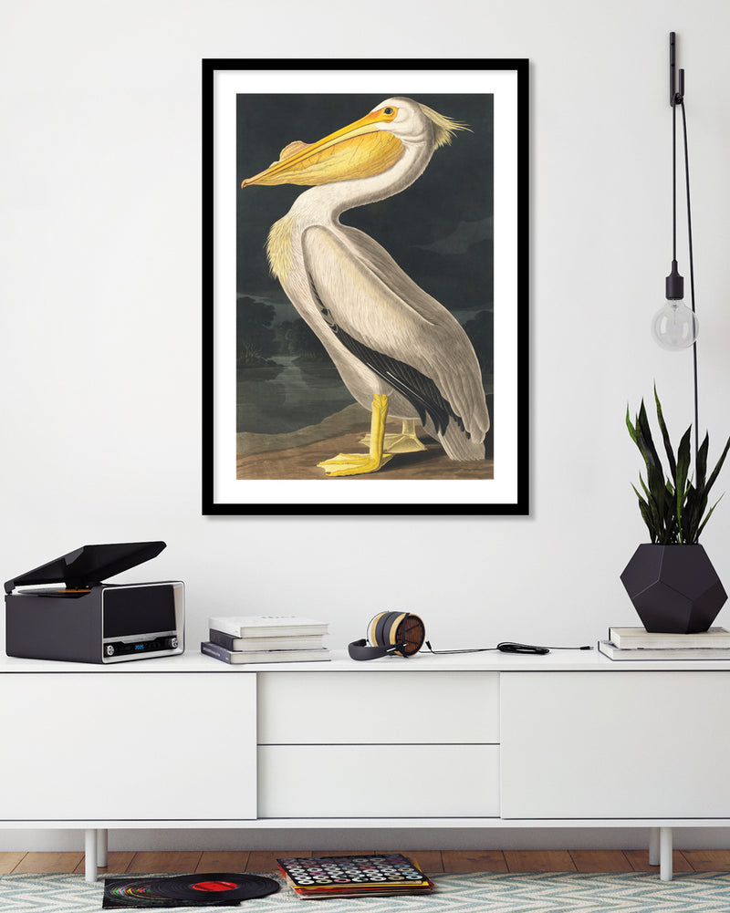 American White Pelican