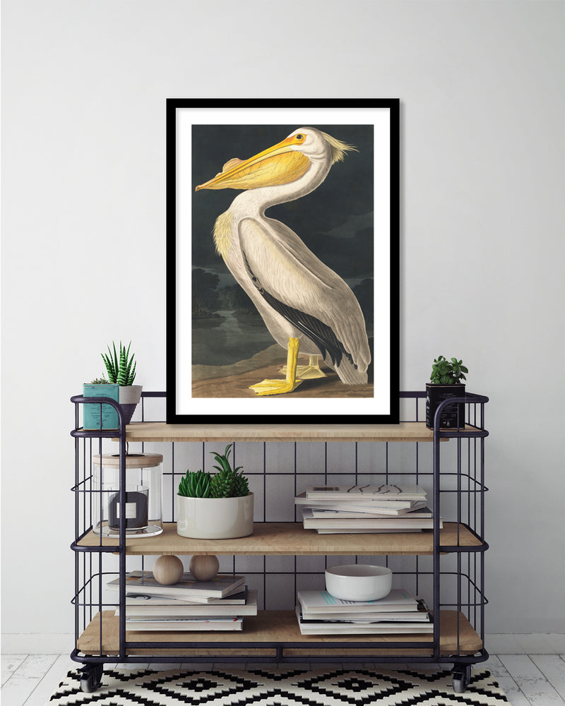 American White Pelican