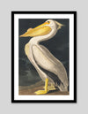 American White Pelican