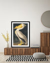 American White Pelican