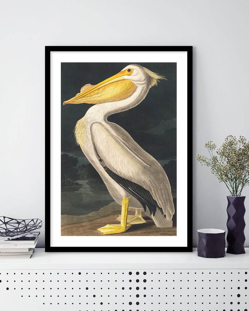 American White Pelican