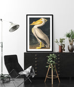 American White Pelican