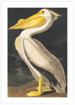 American White Pelican