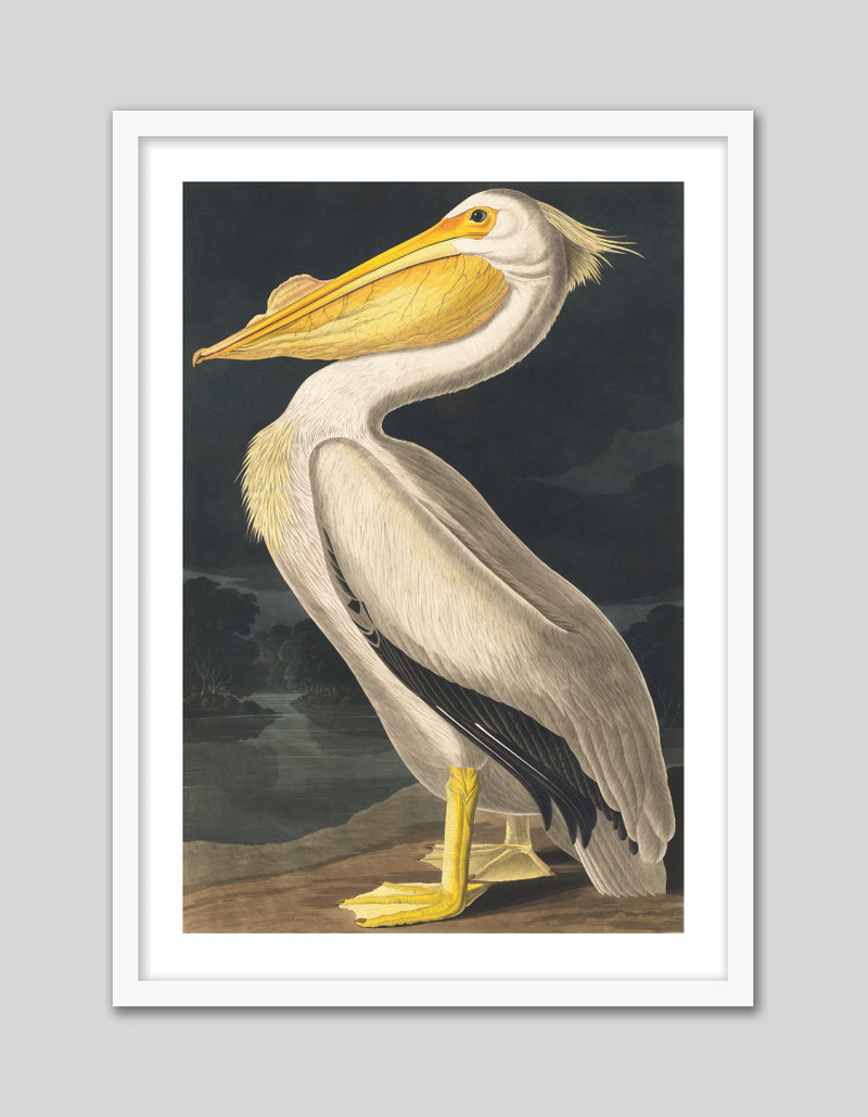 American White Pelican