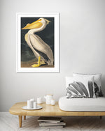 American White Pelican