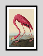 American Flamingo by John Audubon | Vintage Bird Art | Retro Art NZ | The Good Poster Co.