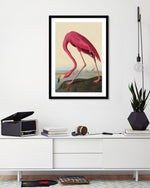 American Flamingo by John Audubon | Vintage Bird Art | Retro Art NZ | The Good Poster Co.