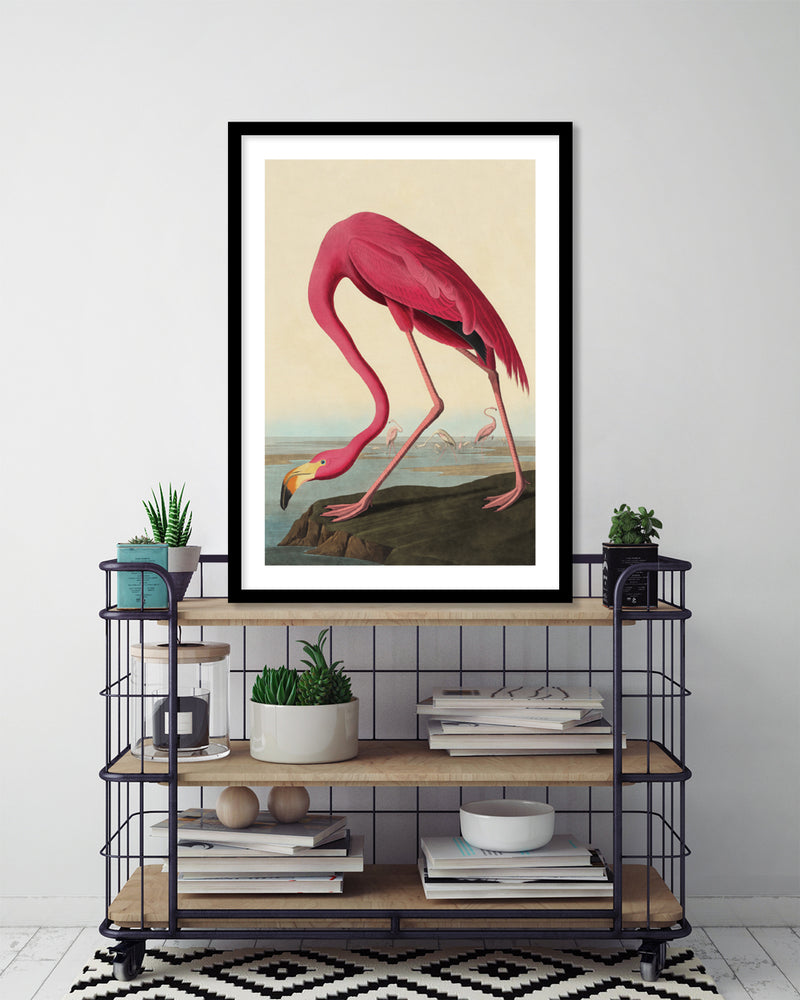 American Flamingo by John Audubon | Vintage Bird Art | Retro Art NZ | The Good Poster Co.
