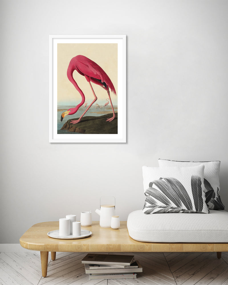 American Flamingo by John Audubon | Vintage Bird Art | Retro Art NZ | The Good Poster Co.