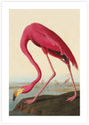 American Flamingo by John Audubon | Vintage Bird Art | Retro Art NZ | The Good Poster Co.