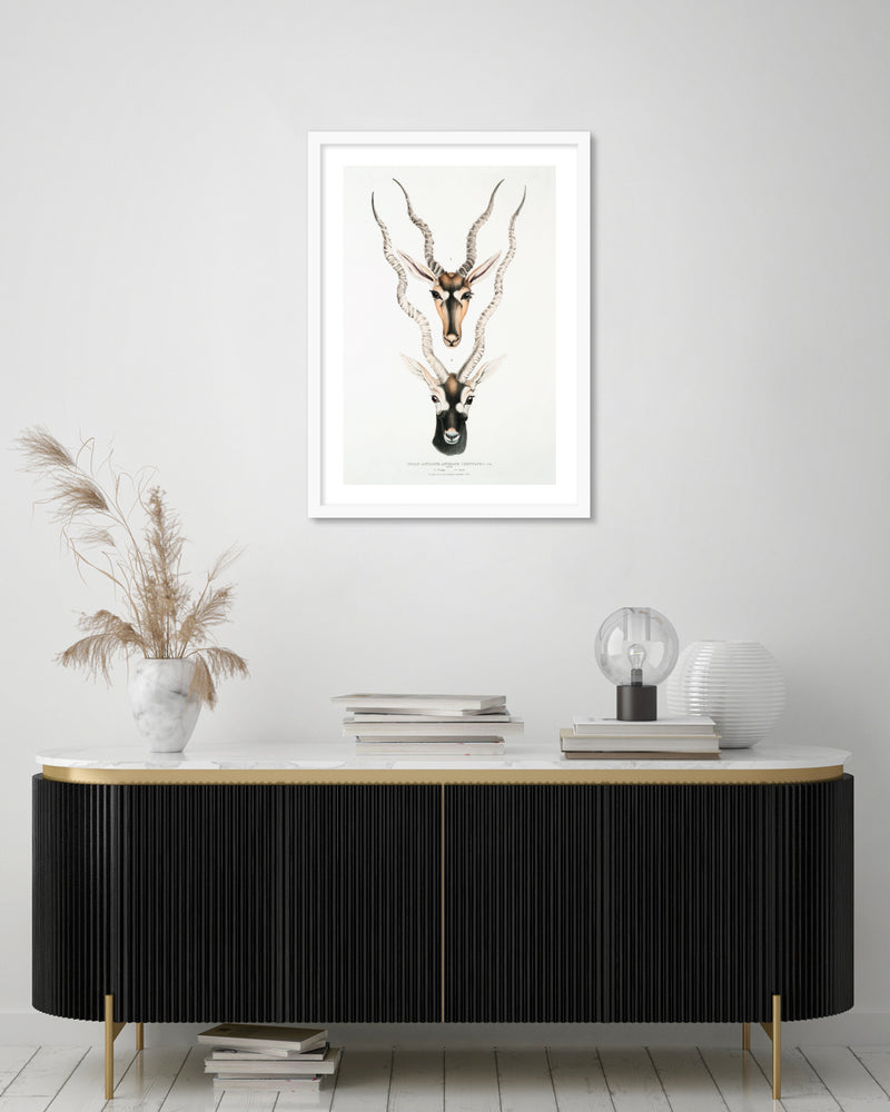 Indian Antilopes Art Print by John Gray | Vintage Animal Art | The Good Poster Co.