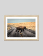 Bison Crossing Art Print | Animal Art