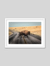 Bison Crossing Art Print | Animal Art