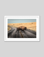 Bison Crossing Art Print | Animal Art