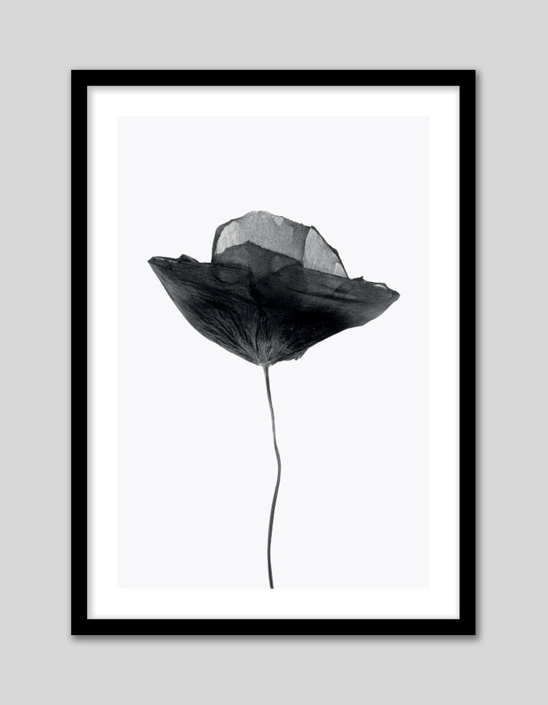 Black Dried Poppy Art Print | Black and White Art