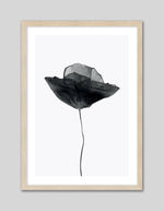 Black Dried Poppy Art Print | Black and White Art