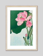 Blooming Lotus Art Print by Ohara Koson