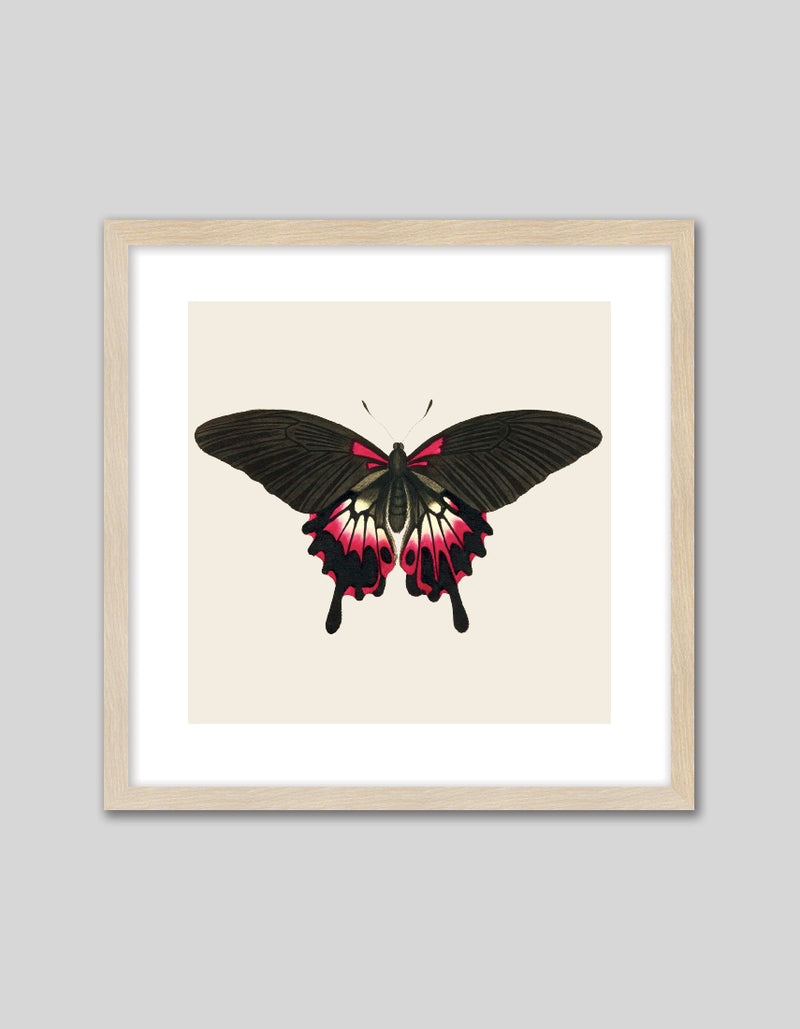 Gothic Butterfly Art Print by George Shaw | Vintage Art | The Good Poster Co.