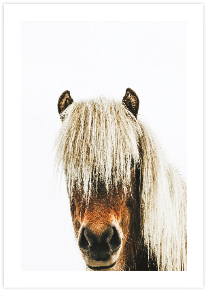 Photographic Horse Art Print | Contemporary Art NZ | Popular Art NZ | The Good Poster Co.