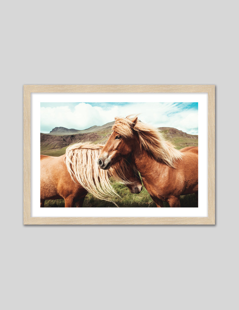 Contemporary Icelandic Horses Art Print | Photography Art NZ | The Good Poster Co.