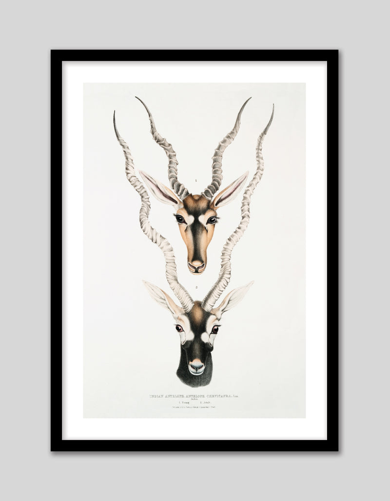 Indian Antilopes Art Print by John Gray | Vintage Animal Art | The Good Poster Co.