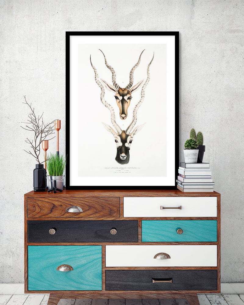 Indian Antilopes Art Print by John Gray | Vintage Animal Art | The Good Poster Co.