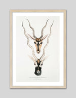 Indian Antilopes Art Print by John Gray | Vintage Animal Art | The Good Poster Co.