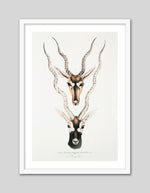 Indian Antilopes Art Print by John Gray | Vintage Animal Art | The Good Poster Co.