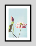 Lotus Flower Art Print by Ogawa Kazumasa