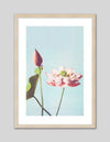 Lotus Flower Art Print by Ogawa Kazumasa