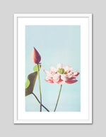 Lotus Flower Art Print by Ogawa Kazumasa
