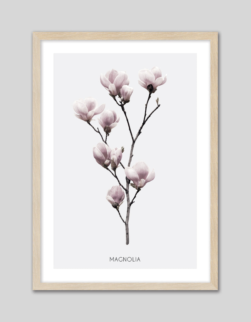 Contemporary Magnolia Flower Art Print