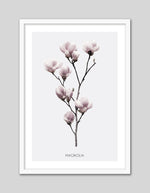 Contemporary Magnolia Flower Art Print