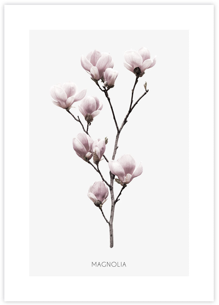 Contemporary Magnolia Flower Art Print