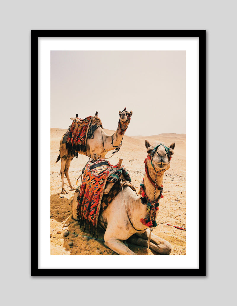 Travel Photographic Art | Camel Art Prints NZ | The Good Poster Co.