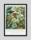 Native Birds of New Zealand by William Shaw Diedrich | Vintage NZ Art | Bird Art NZ | The Good Poster Co.