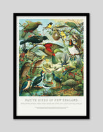 Native Birds of New Zealand by William Shaw Diedrich | Vintage NZ Art | Bird Art NZ | The Good Poster Co.