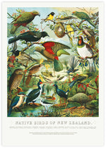 Native Birds of New Zealand by William Shaw Diedrich | Vintage NZ Art | Bird Art NZ | The Good Poster Co.